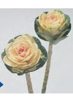 CAVOLO ORNAMENTALE F.1 WHITE CRANE BIANCO C/ROSA 1000 SEMI